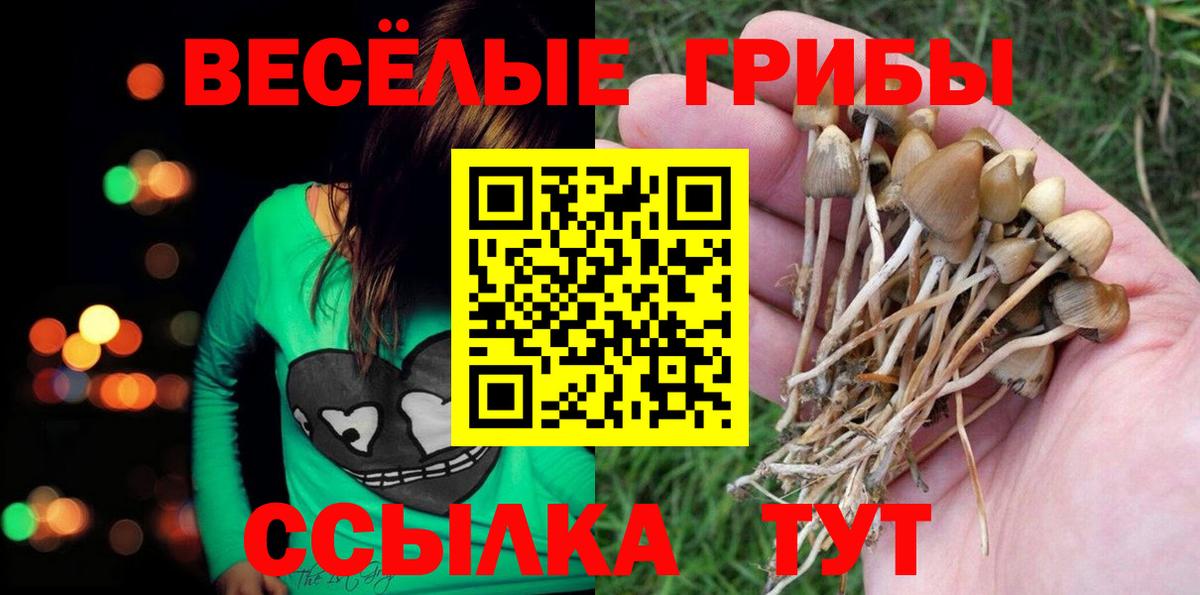 Псилоцибиновые грибы Psilocybe Екатеринбург